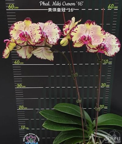 Лот: 17829779. Фото: 1. Орхидея Фаленопсис/245/Miki Crown16SM... Горшечные растения и комнатные цветы