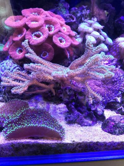 Лот: 11308961. Фото: 1. Сериатопора календрум.. Моллюски, ракообразные, кораллы