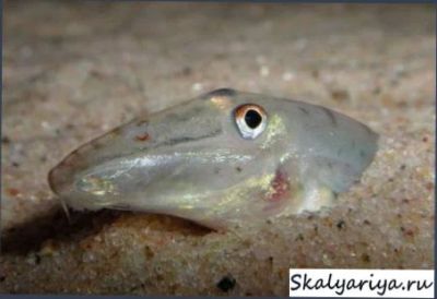 Лот: 3432918. Фото: 1. Acantopsis octoactinotos: Лошадиноголовый... Рыбки