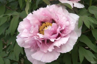 Лот: 13125977. Фото: 1. Пион древовидный Розовая Пудра. Садовые цветы
