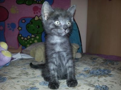 Лот: 4965848. Фото: 1. Котёнок. Кошки, котята