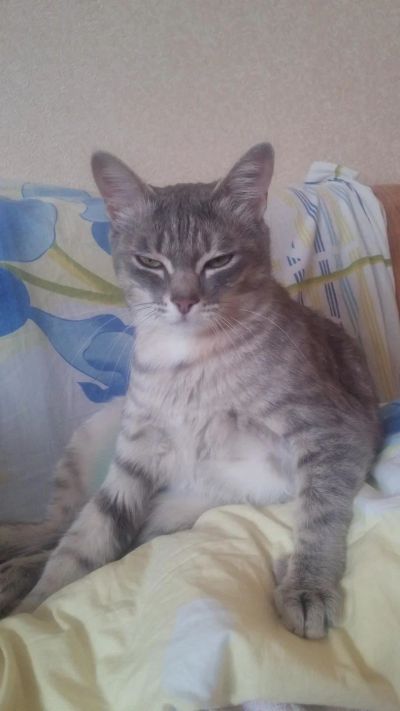 Лот: 9393536. Фото: 1. Молодая кошка. Кошки, котята