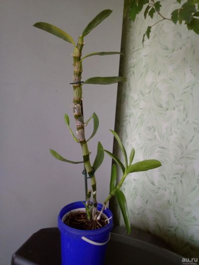 Лот: 13438042. Фото: 1. Орхидея дендробиум, цвет сюрприз. Горшечные растения и комнатные цветы