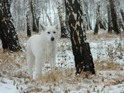 Лот: 9651329. Фото: 1. Щенки швейцарской овчарки. Собаки, щенки