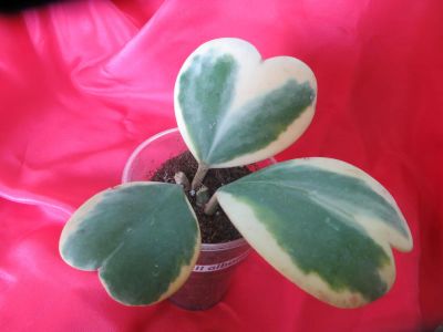 Лот: 4229292. Фото: 1. Хойя-*Hoya kerrii albomarginata... Горшечные растения и комнатные цветы