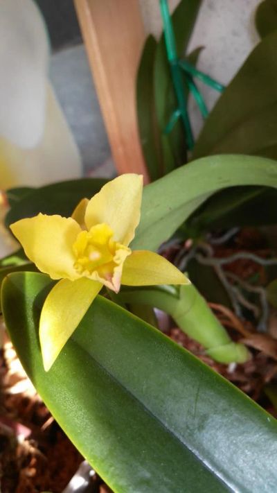 Лот: 10934297. Фото: 1. Орхидея Каттлея. Горшечные растения и комнатные цветы