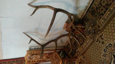 Лот: 4675553. Фото: 1. Рога марала. Аксессуары
