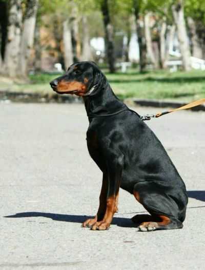 Лот: 9707903. Фото: 1. Доберман. Собаки, щенки