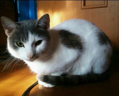 Лот: 10118575. Фото: 1. добрый ,ласковый,умный котик Георгий. Кошки, котята