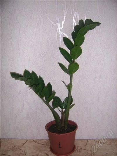 Лот: 766596. Фото: 1. замиокулкас 1. Горшечные растения и комнатные цветы