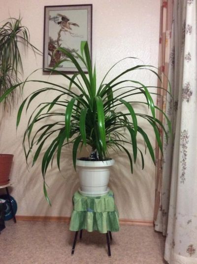 Лот: 4757018. Фото: 1. Цвет куст. Горшечные растения и комнатные цветы