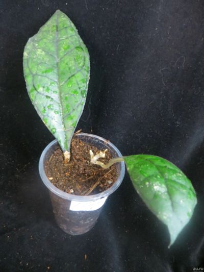 Лот: 13617209. Фото: 1. Хойя Hoya finlaysonii Olfe. Горшечные растения и комнатные цветы