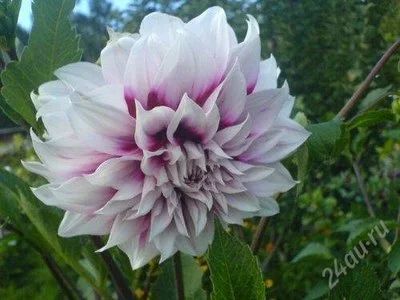Лот: 1788315. Фото: 1. Георгин бело-бордово-фиолетовый... Садовые цветы