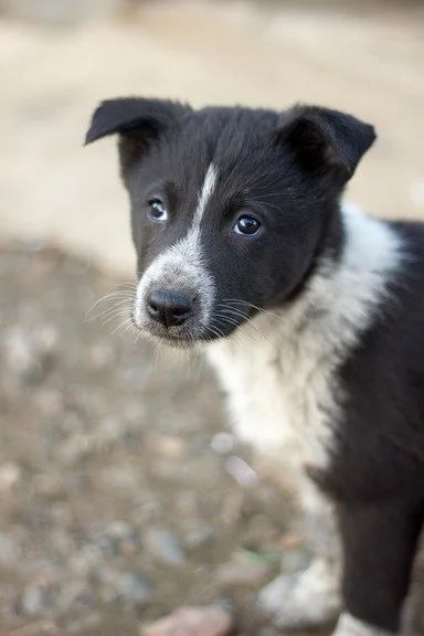 Лот: 6569468. Фото: 1. Щенки, мальчики и девочки 2-3мес... Собаки, щенки