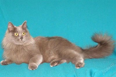 Лот: 1138653. Фото: 1. Пушистая кошка очень хочет найти... Остальные животные