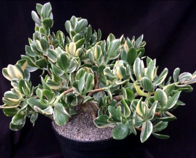 Лот: 18444576. Фото: 1. Крассула Русби Вариегата (Crassula... Горшечные растения и комнатные цветы