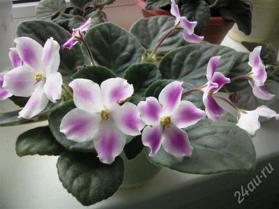 Лот: 644663. Фото: 1. Фиалка Glimmer. Горшечные растения и комнатные цветы