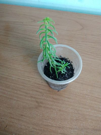 Лот: 14303905. Фото: 1. Седум Sedum griseum (черенок с... Всё для ландшафта
