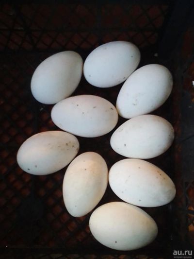 Лот: 13641768. Фото: 1. яйцо инкубационное гусинное. Птицы