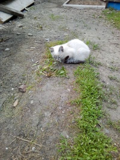 Лот: 11700435. Фото: 1. Котята. Кошки, котята