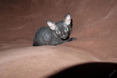 Лот: 6564797. Фото: 1. Донской сфинкс, срочно. Девочка... Кошки, котята