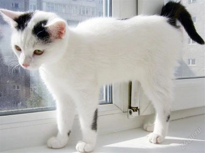 Лот: 1900059. Фото: 1. Кошка ищет дом. Прививки все есть... Кошки, котята