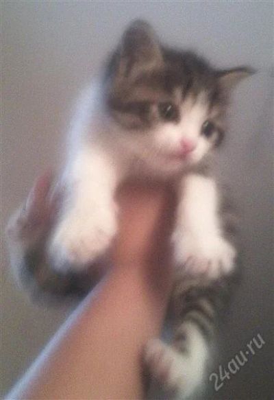Лот: 1209983. Фото: 1. котенок!. Остальные животные