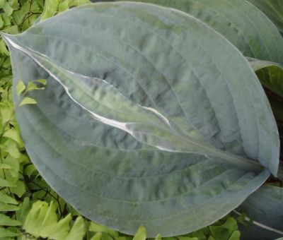 Лот: 4224468. Фото: 1. хоста 'Стриптиз' (hosta Striptease... Садовые цветы