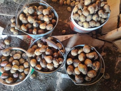 Лот: 25730591. Фото: 1. Продам 8 ведер картошки среднего... Картофель