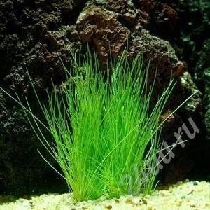Лот: 684240. Фото: 1. Элеохарис парвулус. Водные растения