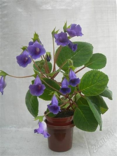 Лот: 2935309. Фото: 1. Тидея фиолетовая. Горшечные растения и комнатные цветы