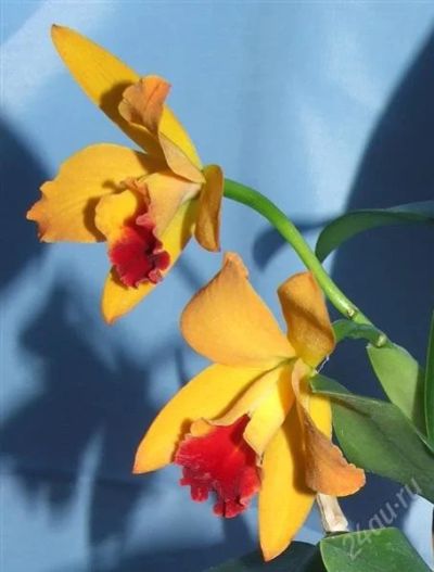 Лот: 2508807. Фото: 1. Орхидея Каттлея - ярко-желтая... Горшечные растения и комнатные цветы