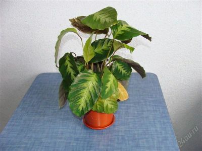 Лот: 927785. Фото: 1. Калатея. Горшечные растения и комнатные цветы