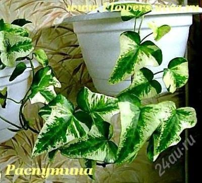 Лот: 1782743. Фото: 1. hedera White Mein Herz (укорененный... Горшечные растения и комнатные цветы