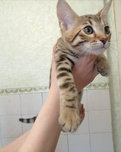 Лот: 15495362. Фото: 1. Бенгальские котята 2. Кошки, котята