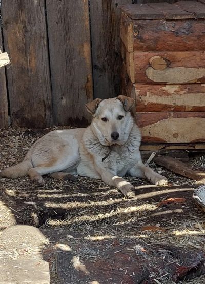 Лот: 20628767. Фото: 1. Собака. Собаки, щенки