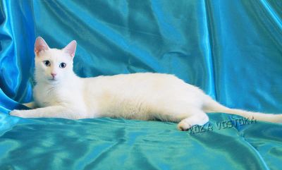 Лот: 12958659. Фото: 1. Гигантская афродита. Кошки, котята