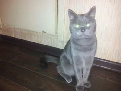 Лот: 4683083. Фото: 1. британец кастрат 1,5 года. Кошки, котята