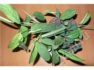 Лот: 479819. Фото: 1. маранта. Горшечные растения и комнатные цветы