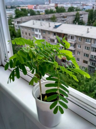 Лот: 9783208. Фото: 1. Росток. Горшечные растения и комнатные цветы