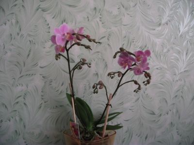 Лот: 7774162. Фото: 1. Орхидея фаленопсис нежно-розовая... Горшечные растения и комнатные цветы