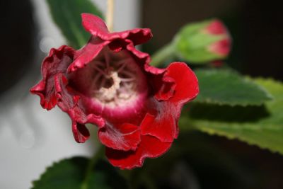 Лот: 4182394. Фото: 1. Глоксиния красная (зацветает). Горшечные растения и комнатные цветы