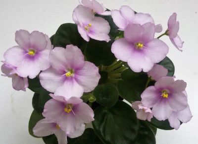Лот: 10448827. Фото: 1. Сортовая фиалка Aca's Eloise или... Горшечные растения и комнатные цветы