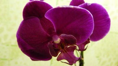 Лот: 3911210. Фото: 1. орхидея фаленопсис цветет 5. Горшечные растения и комнатные цветы
