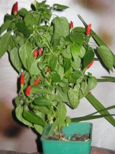 Лот: 1074862. Фото: 1. перчик, растет круглый год. Горшечные растения и комнатные цветы