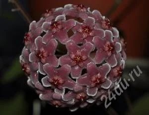 Лот: 2673935. Фото: 1. Хойя -Hoya pubicalyx Red Buttons... Горшечные растения и комнатные цветы