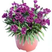 Лот: 6714757. Фото: 1. Гвоздика Sunnybees Lilac Black. Другое (семена, рассада, садовые растения)