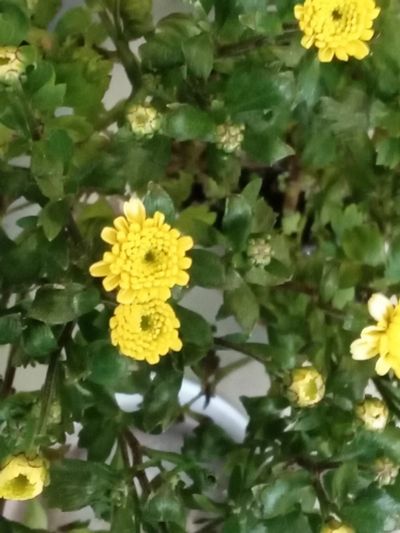 Лот: 25507536. Фото: 1. хризантема. Садовые цветы