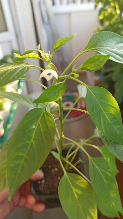 Лот: 13682713. Фото: 1. Scotch bonnet red. Острый сорт... Овощи
