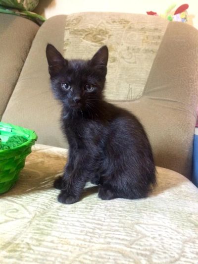 Лот: 7324077. Фото: 1. Котёнок ищет дом. Кошки, котята